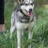 Dakota VA  wunderschöne Husky-Mix-Hündi
