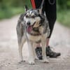 Dakota VA  wunderschöne Husky-Mix-Hündi