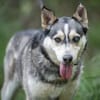 Dakota VA  wunderschöne Husky-Mix-Hündi