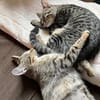 Dina u. Daisy suchen ein liebevolles Zuhause