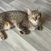 Dina u. Daisy suchen ein liebevolles Zuhause