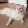 Kate Snowy sucht Sofaplatz