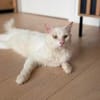 Kate Snowy sucht Sofaplatz