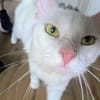 Kate Snowy sucht Sofaplatz