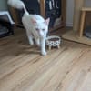 Kate Snowy sucht Sofaplatz