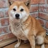 Arista schüchterne Shiba Hündin sucht 🏡