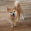 Arista schüchterne Shiba Hündin sucht 🏡
