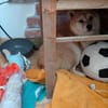 Arista schüchterne Shiba Hündin sucht 🏡