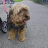 Super liebe kleine Lady