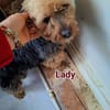 Super liebe kleine Lady