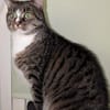 Sid sucht eine liebevolles Zuhause