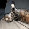 Sid sucht eine liebevolles Zuhause