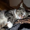 Sid sucht eine liebevolles Zuhause
