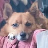 Hundedame FOXY 2