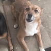 Hundedame FOXY 2