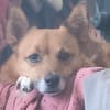 Hundedame FOXY 2