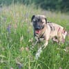 Kirin - ein toller Hund braucht Auslastung