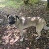 Kirin - ein toller Hund braucht Auslastung