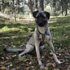 Kirin - ein toller Hund braucht Auslastung