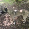 Kirin - ein toller Hund braucht Auslastung