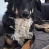 Elba sucht ihr für immer Körbchen! 💕