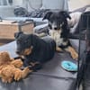Elba sucht ihr für immer Körbchen! 💕