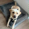 Bester Buddy Sucht endlich seine Familie für immer