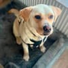 Bester Buddy Sucht endlich seine Familie für immer