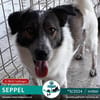 SEPPEL - 2024 auf PS in 78532 Tuttlingen