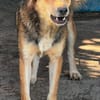 COSMO ist auf PS in 65597 Hünfelden