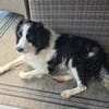 Octavio sucht seine Menschen💙🐾