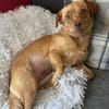NALA sucht ihr Zuhause
