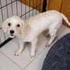 Cherie  in 63457 Hanau