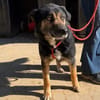 MAX in 50170 Kerpen sucht ein PS