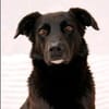 Oliver - stiller Schatten sucht Dich