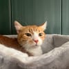 GARFIELD (réservé)
