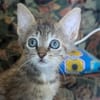 Catzilla