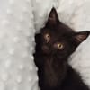 NAPLE