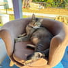 BALOU