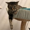 MOMICHAT
