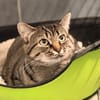 MOMICHAT