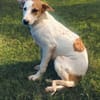 SAVEA , chiot femelle Berger Créole  La mignonne !