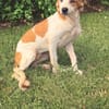 SAVEA , chiot femelle Berger Créole  La mignonne !