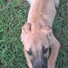 PRINCESSE , chiot femelle Berger Créole  La mignonne !