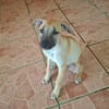 PRINCESSE , chiot femelle Berger Créole  La mignonne !
