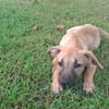 PRINCESSE , chiot femelle Berger Créole  La mignonne !