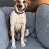 SPEEDY, mâle junior, Berger Créole La joie de vivre !