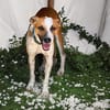SPEEDY, mâle junior, Berger Créole La joie de vivre !
