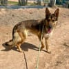 BALTO (Maria)