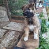 MYSTIE, CHIOT FEMELLE CROISÉ BORDER GRIFFON